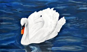 CISNE BRANCO